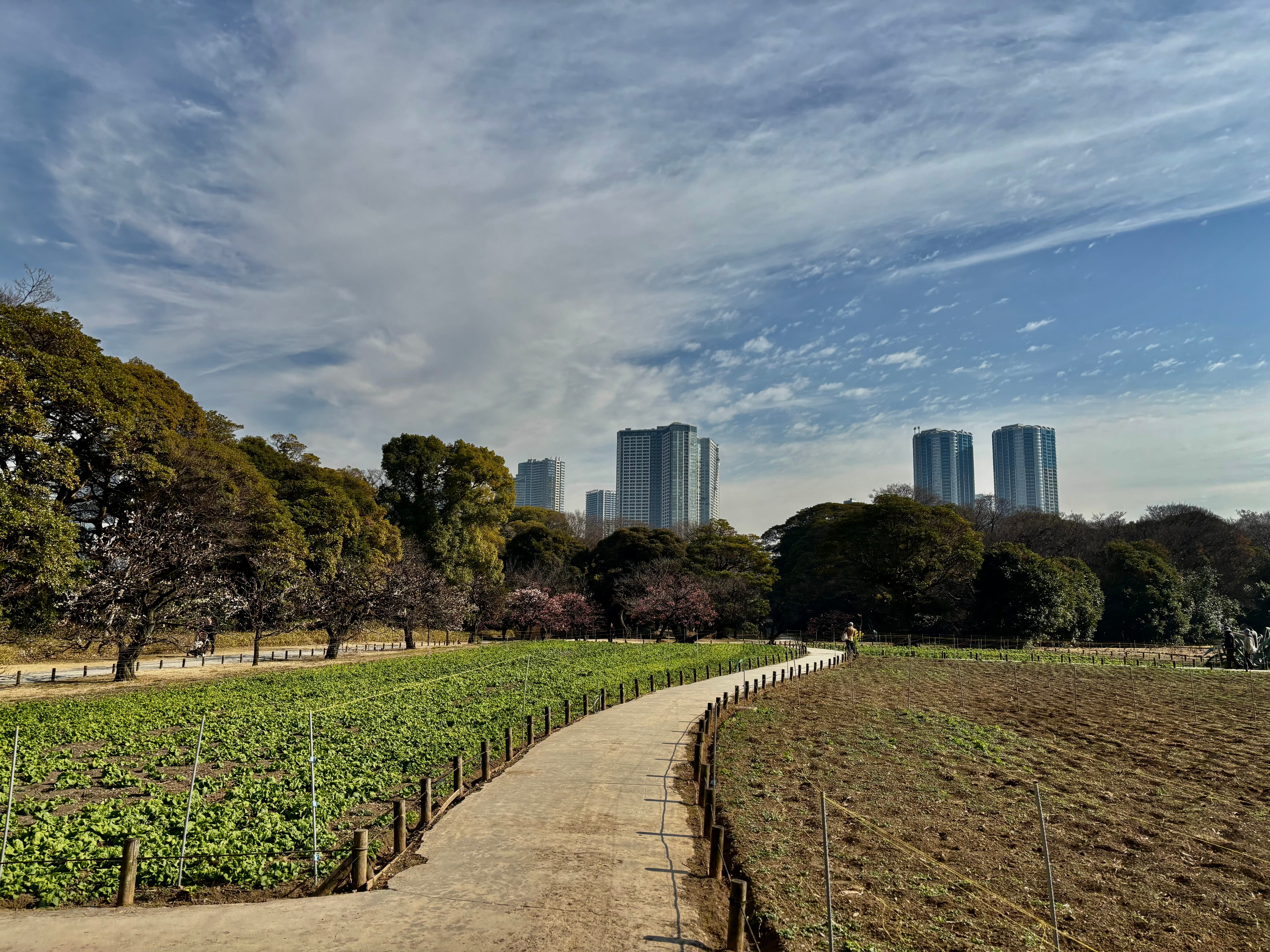 sunny day at inner city tokyo park